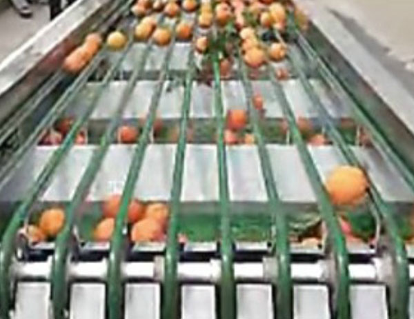 變幅式分選機（柑桔帶葉分選）視頻