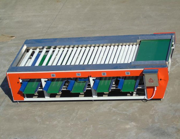 宜昌分級機-砂糖橘帶葉分級