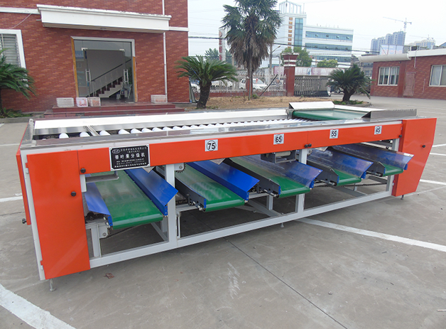 宜昌分級機-砂糖橘帶葉分級